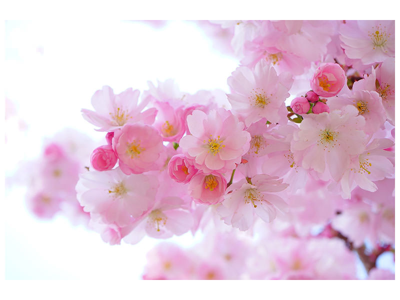 canvas-print-japanese-cherry-blossom-xl