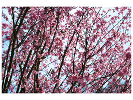 canvas-print-japanese-cherry-blossom