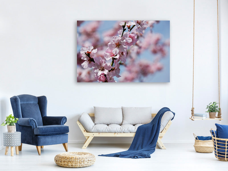 canvas-print-japanese-cherry-tree-close-up