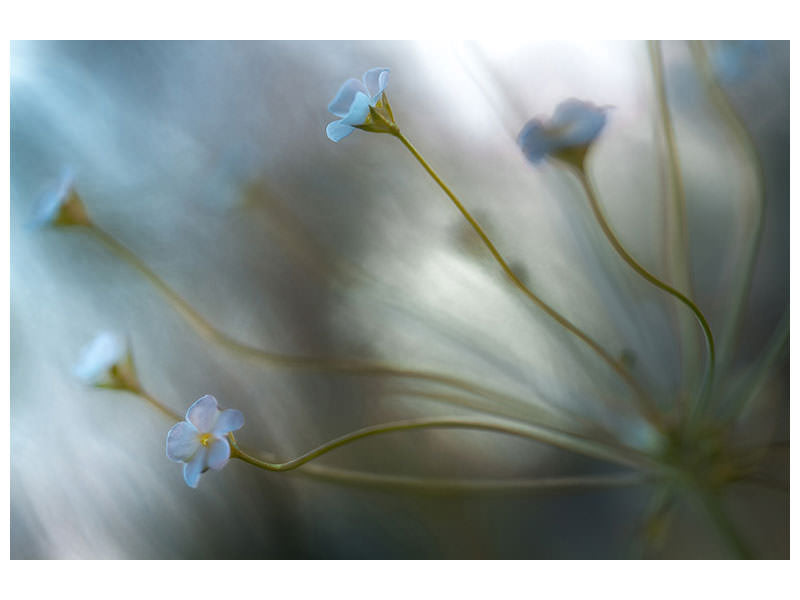 canvas-print-jasmine