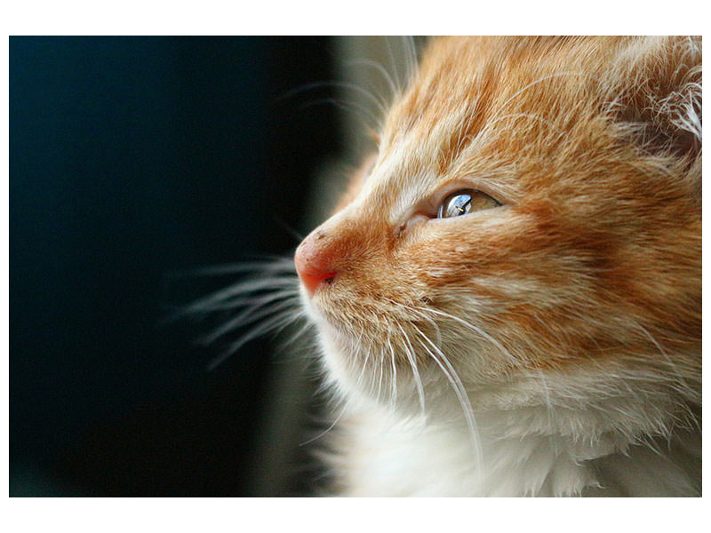 canvas-print-kitten-nose