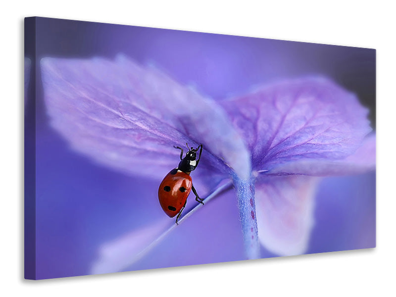 canvas-print-ladybird-on-purple-hydrangea