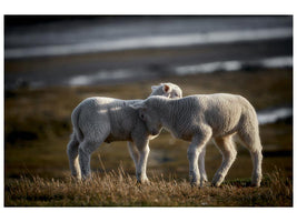 canvas-print-lamb-friends-x