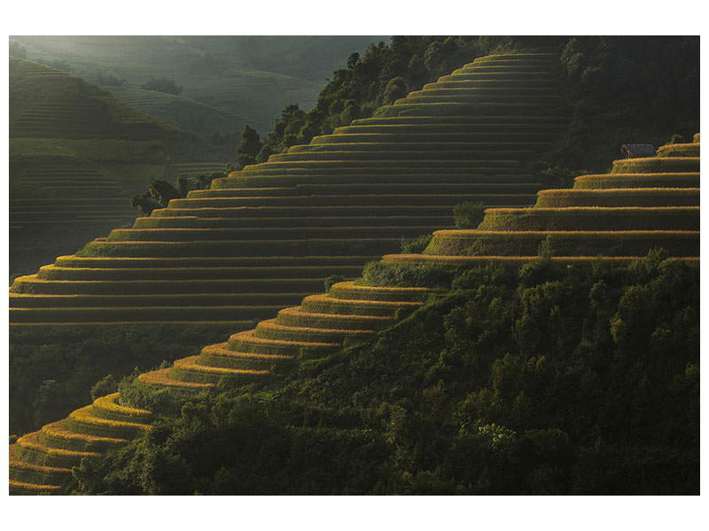 canvas-print-landing-fields-at-sunrise-beautiful-golden-light-shines