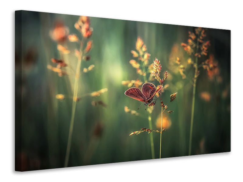 canvas-print-last-light