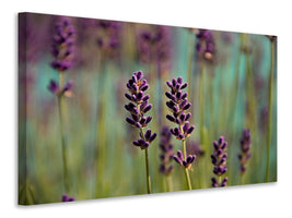 canvas-print-lavender-in-xl