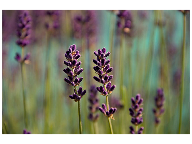 canvas-print-lavender-in-xl