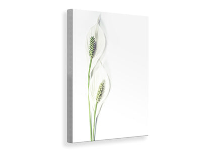 canvas-print-lily-seed-pods