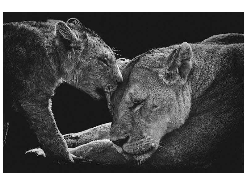 canvas-print-lion-family-x