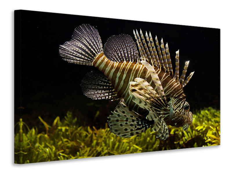 canvas-print-lion-fish