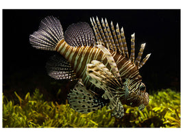 canvas-print-lion-fish