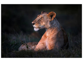 canvas-print-lone-lioness-x