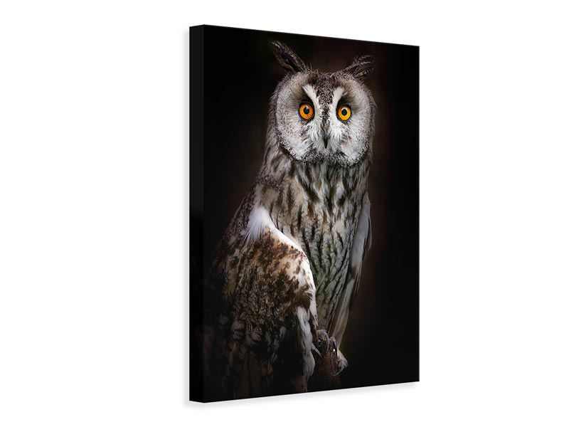 canvas-print-longeared-owl-portrait-x