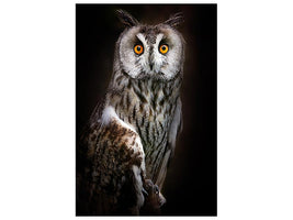 canvas-print-longeared-owl-portrait-x