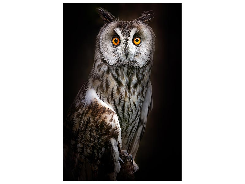 canvas-print-longeared-owl-portrait-x