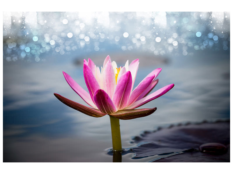 canvas-print-lotus-in-the-morning-dew