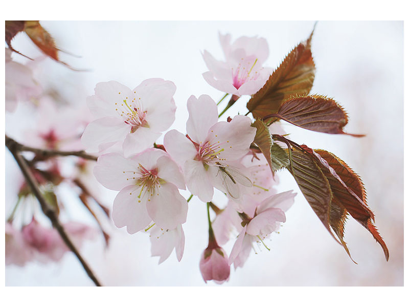 canvas-print-lovely-japanese-cherry