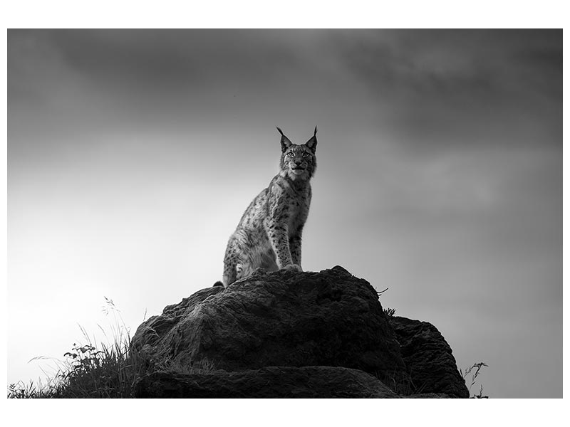 canvas-print-lynx-drama-x