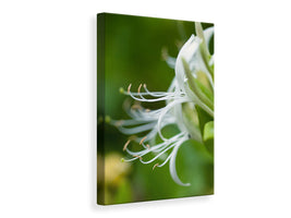 canvas-print-macro-florescence