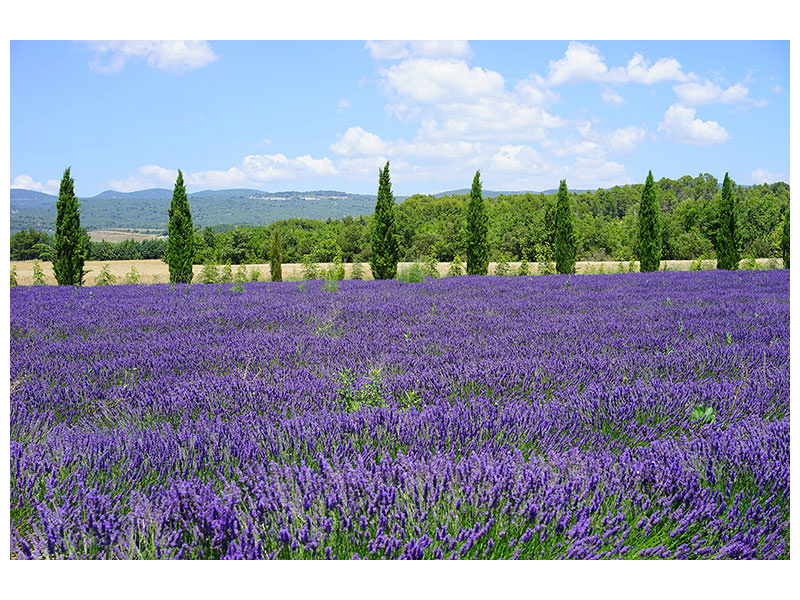 canvas-print-magnificent-lavender-field