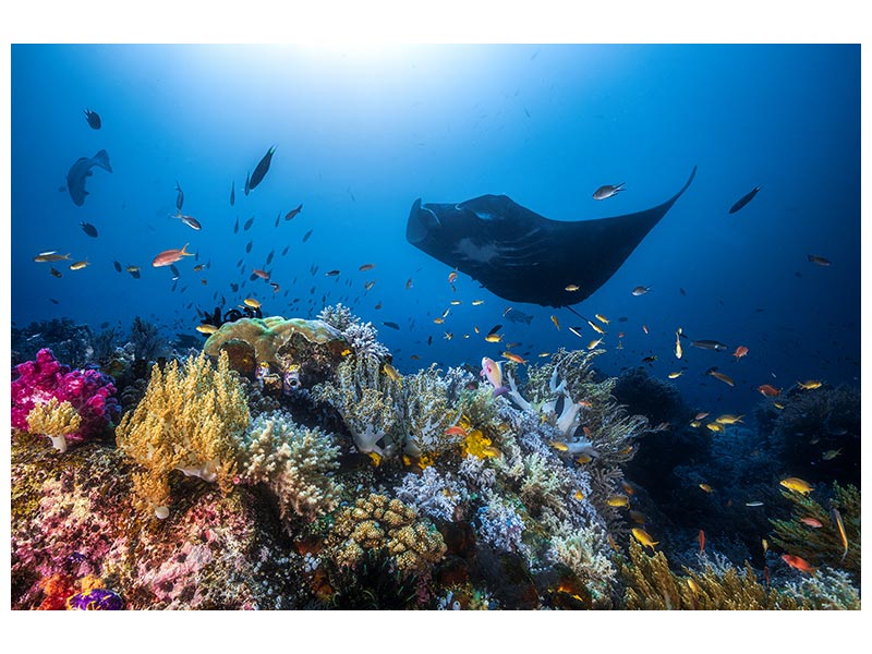 canvas-print-manta-reef-on-the-reef-x