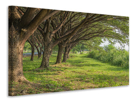 canvas-print-mature-trees