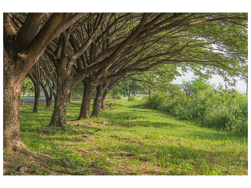 canvas-print-mature-trees