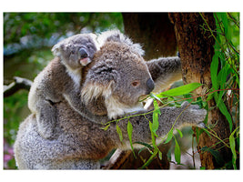 canvas-print-mom-and-baby-koala