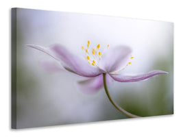 canvas-print-nemorosa-ii