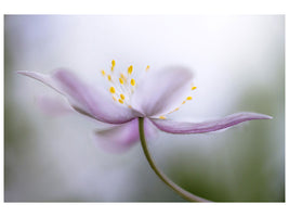 canvas-print-nemorosa-ii