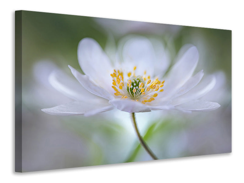 canvas-print-nemorosa-nirvana