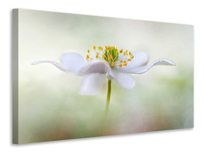 canvas-print-nemorosa