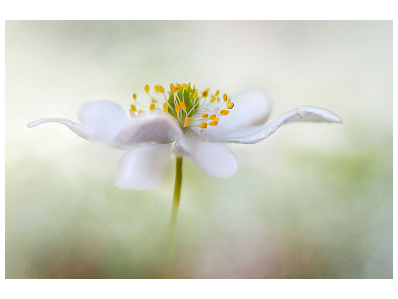 canvas-print-nemorosa