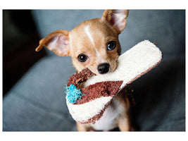 canvas-print-obedient-chihuahua