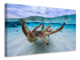 canvas-print-octopus-ii