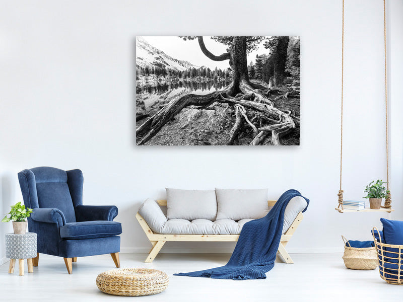 canvas-print-old-tree