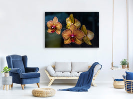 canvas-print-orchidaceae