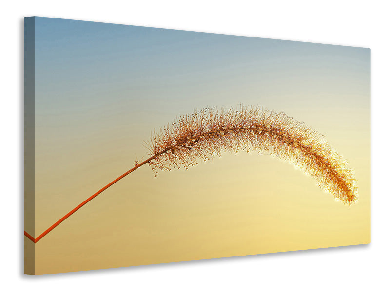 canvas-print-ornamental-grass-in-xxl