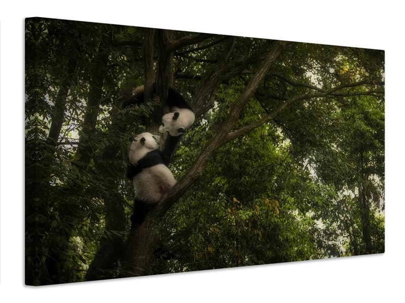 canvas-print-panda-x