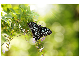 canvas-print-papilio-butterfly-xxl