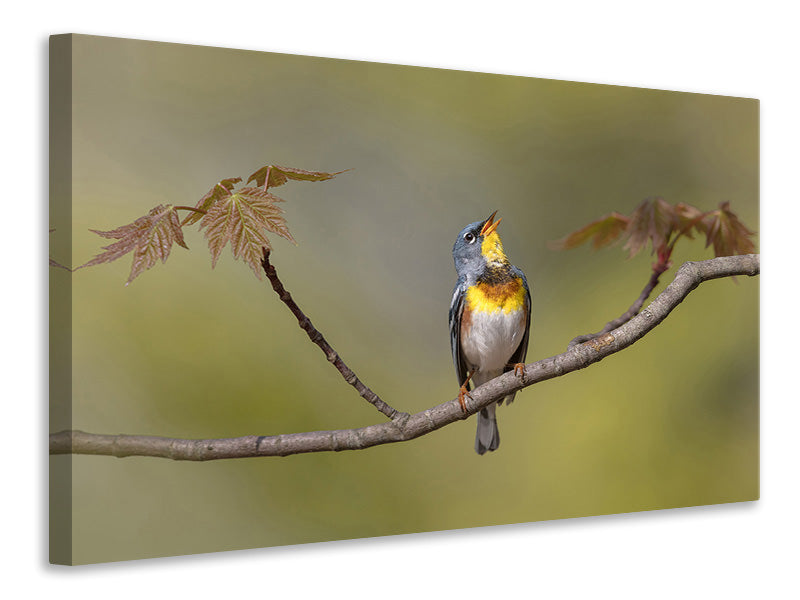 canvas-print-parula-on-stage