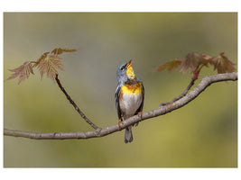 canvas-print-parula-on-stage