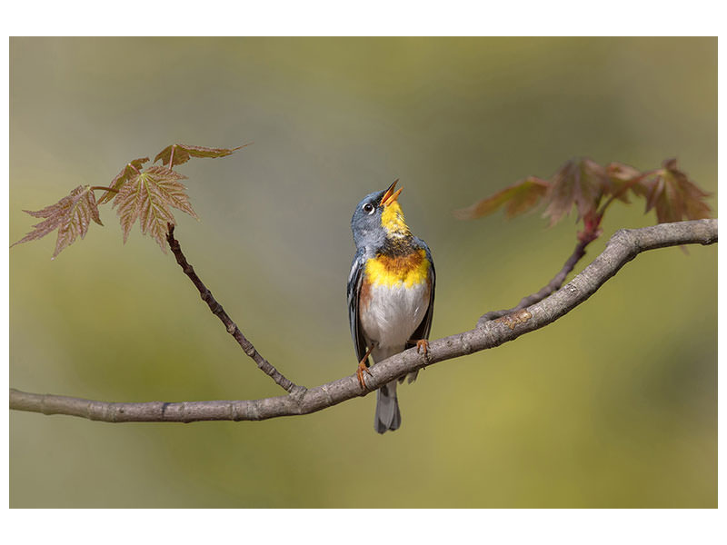 canvas-print-parula-on-stage
