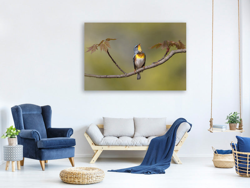canvas-print-parula-on-stage