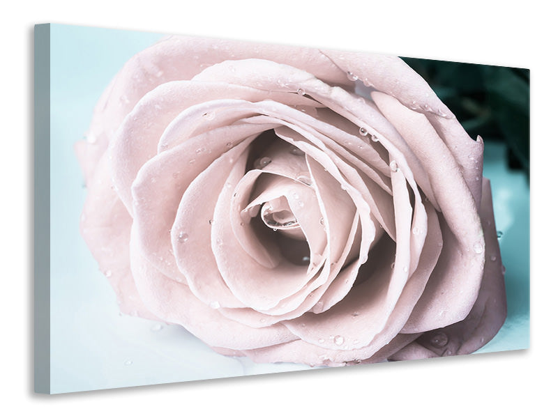 canvas-print-pastel-rose