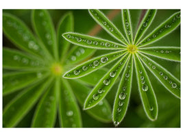 canvas-print-pearly-lupine