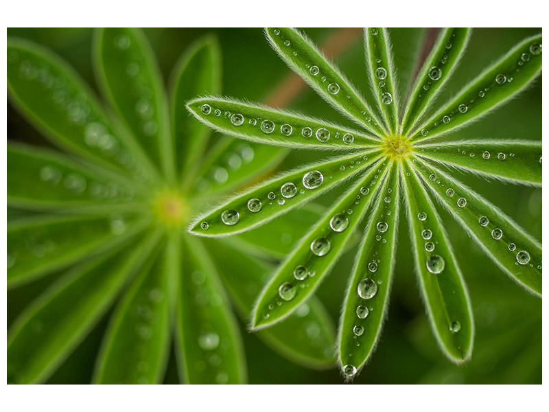 canvas-print-pearly-lupine