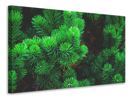 canvas-print-pine-xl