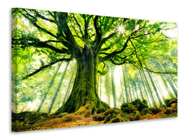 canvas-print-ponthus-beech