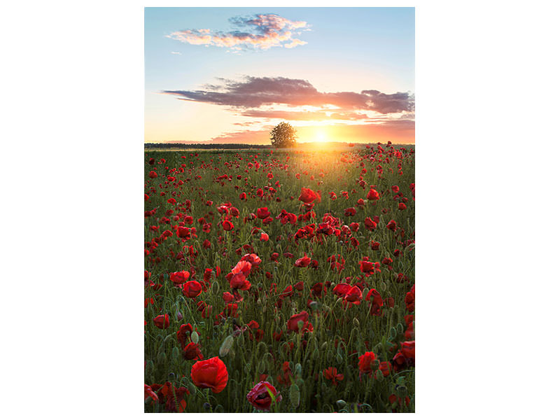 canvas-print-poppy-fields-of-sweden